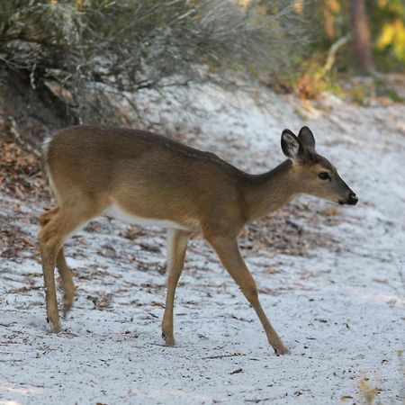 סנטה רוזה ביץ' Beachcrest 306 מראה חיצוני תמונה